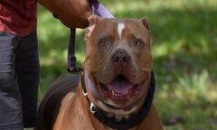 Để chó pitbull chơi cùng trẻ con, người đàn ông hối không kịp