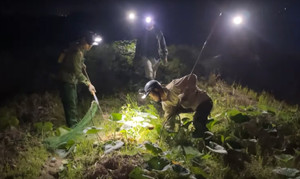 Theo chân thợ săn, lùng sục tìm bắt chuột giữa đêm