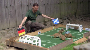 Động vật ở Đức trổ tài tiên tri dự đoán kết quả trận khai mạc EURO 2024