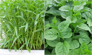 5 loại rau mùa hè chỉ cần cắm cành xuống đất là phát triển tươi tốt