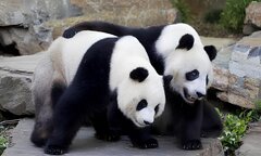 Trung Quốc thay thế cặp gấu trúc khổng lồ nổi tiếng ở Australia