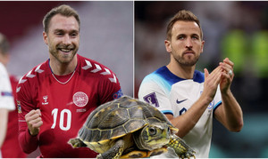 Rùa tiên tri dự đoán EURO 2024 hôm nay 16/6: Anh, Đan Mạch hưởng niềm vui