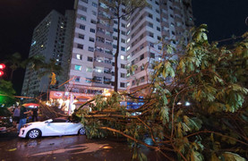 Hà Nội mưa lớn kèm dông lốc, cây đổ đè trúng nhiều ô tô