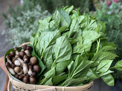 Cách làm mồng tơi xào nấm siêu ngon