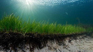 Kinh ngạc cây nhân bản dưới đáy biển tuổi thọ lên tới 1.400 năm