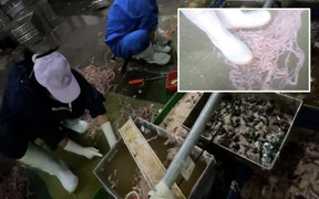 Ghê rợn cảnh làm lòng vịt, ngỗng phục vụ cửa hàng lẩu ở Trung Quốc