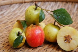 Loại quả từng rụng đầy gốc không ai nhặt, nay là đặc sản Tây Bắc