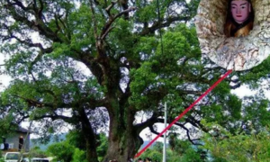 Bí ẩn đại thụ nghìn năm tuổi ôm tượng Phật ở Trung Quốc