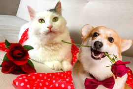 Áp lực kết hôn đè nặng, giới trẻ Trung Quốc làm show mai mối cho cả chó mèo