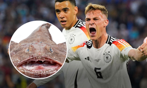 Bật mí lý do tuyển Đức mê mệt món cá mặt quỷ