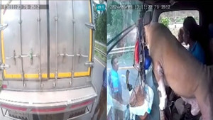 Đụng độ tài xế hung hãn, 2 chú chó xông ra từ cabin bảo vệ chủ nhân