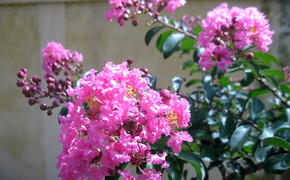 Ý nghĩa của cây hoa tường vi 