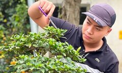 Nghề kiếm tiền triệu mỗi ngày tại làng cây cảnh