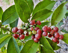 Loại cây mọc dại là thuốc quý trị nhiều bệnh