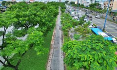 Đốn hạ, di dời 236 cây xanh để mở rộng tuyến đường huyết mạch TP.HCM 