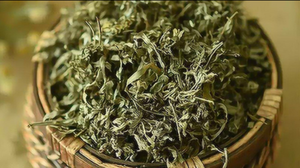 Lá ngải cứu phơi khô có những công dụng tuyệt vời gì?