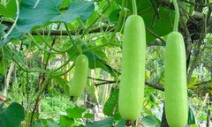 Thường xuyên ăn quả bầu có tác dụng gì?