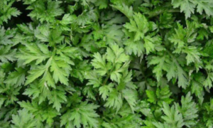 Trà ngải cứu có tác dụng gì cho sức khỏe?