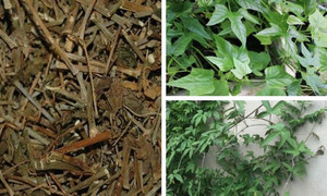 Loại cây mọc hoang giảm đau, giảm viêm, tốt cho xương khớp