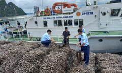 Phát hiện 63 tấn hàu giống không rõ xuất xứ