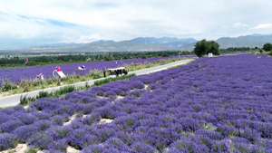 Cánh đồng bạt ngàn màu tím của hoa oải hương ở Trung Quốc