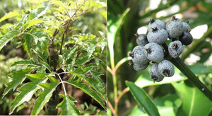 Cây đinh lăng có quả không?