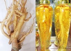 1kg đinh lăng tươi ngâm bao nhiêu lít rượu?