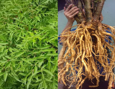 Đinh lăng trồng bao nhiêu năm thì thu hoạch?