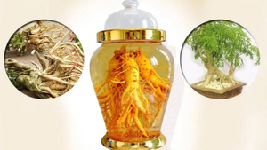 Cách ủ rượu đinh lăng