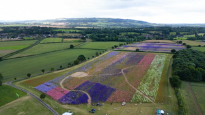 Ngắm nhìn cánh đồng hoa giấy rực rỡ sắc màu từ trên cao 