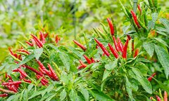 Loại gia vị rẻ tiền nhưng tốt ngang 'thuốc bổ', giúp cải thiện tim mạch