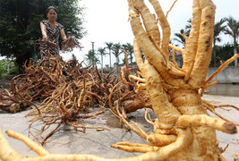 Củ đinh lăng mấy năm thì ngâm rượu được?