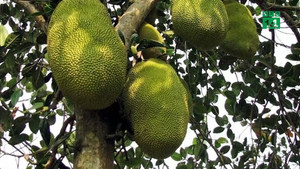 Mít rơi trúng đầu, cụ ông tử vong tại chỗ