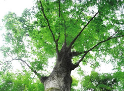 Cổ thụ 400 năm tuổi có thể dự báo thời tiết chính xác 90% ở Trung Quốc