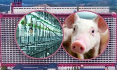 Cuộc sống 'quý tộc' của hơn 1 triệu con lợn trong 2 tòa nhà 26 tầng ở Trung Quốc