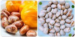 Tác dụng của hạt mít đối với sức khoẻ