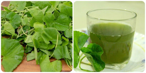 Uống nước rau má có tốt cho sức khoẻ?