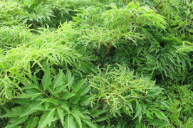 Ăn lá đinh lăng có tác dụng gì?