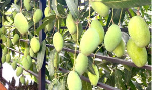 Cây nhà hàng xóm mọc lấn sang ranh giới đất nhà mình thì có được tự ý hái quả?