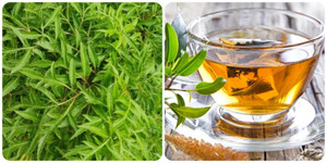 Lá đinh lăng có tốt cho sức khoẻ?