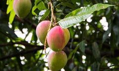 Lá xoài và 6 công dụng ít ai biết đến
