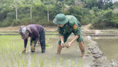 Đội nắng, lội bùn, bộ đội cùng dân cấy lúa