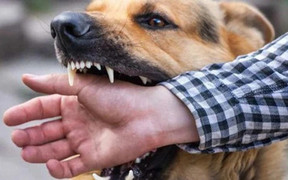 Hai người trong gia đình bị chó dại cắn, một người tử vong