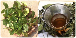 Uống nước xạ đen thế nào tốt cho sức khoẻ?