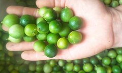 Chanh tí hon lên cơn sốt, cháy hàng liên tục