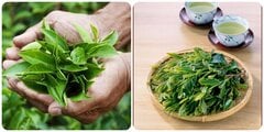 Có nên uống chè xanh mỗi ngày?