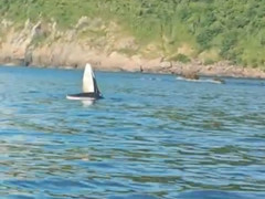 Cá voi lớn ngoi lên mặt nước, há miệng săn mồi tại vùng biển Phú Yên