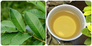 Uống nước lá ổi tươi có tác dụng gì với sức khoẻ?