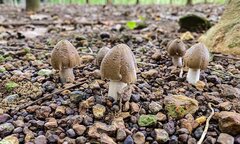 Hốt bạc nhờ hái 'lộc trời' chỉ xuất hiện mỗi năm một lần