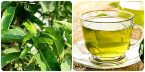 Uống nước vối hàng ngày có tốt cho sức khoẻ?